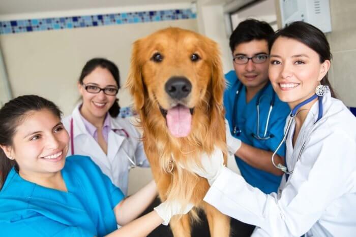 Rising Patient Responsibility: Veterinary Services